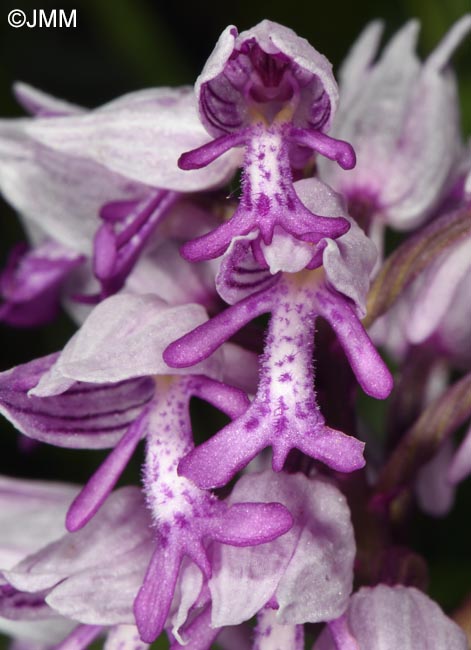Orchis militaris