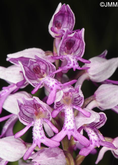 Orchis militaris