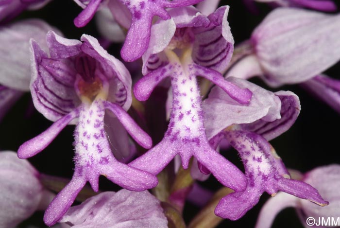 Orchis militaris