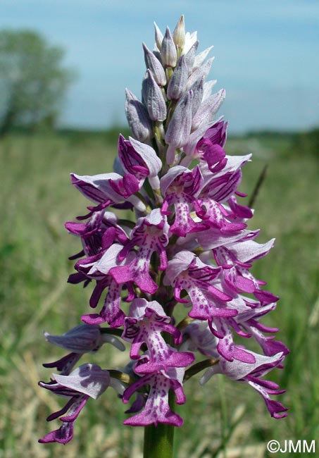 Orchis militaris