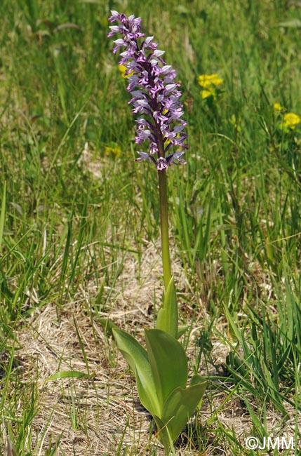 Orchis militaris