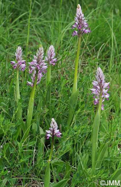 Orchis militaris