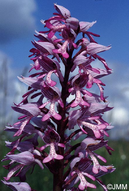 Orchis militaris