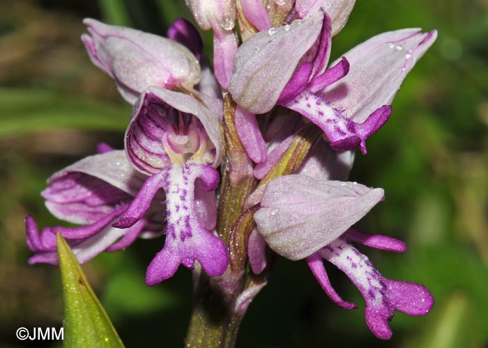 Orchis militaris