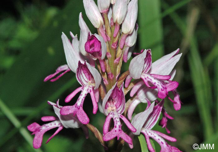 Orchis militaris