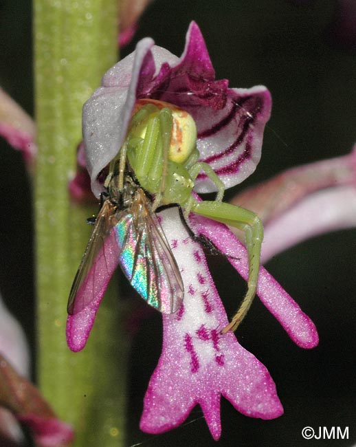 Orchis militaris