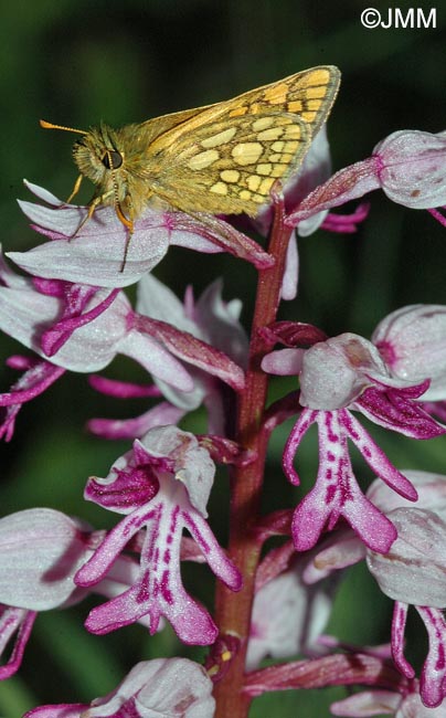 Orchis militaris