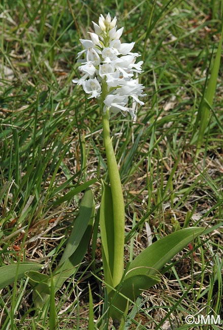 Orchis militaris