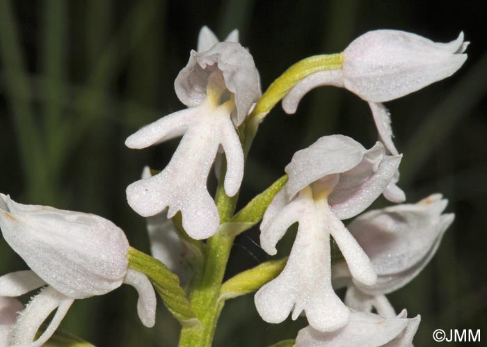 Orchis militaris