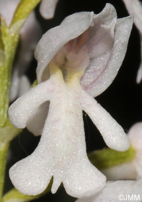 Orchis militaris