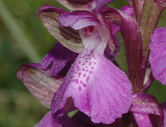 Orchis morio