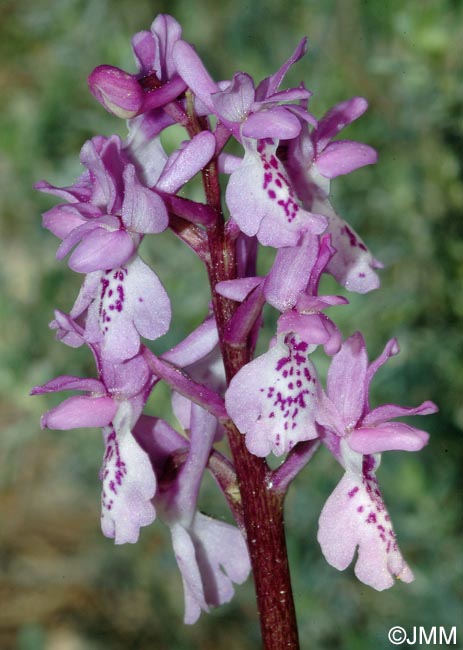 Orchis olbiensis