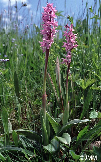 Orchis ovalis