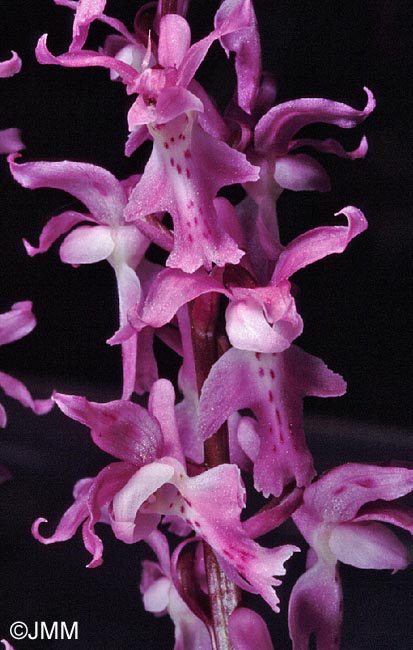 Orchis ovalis