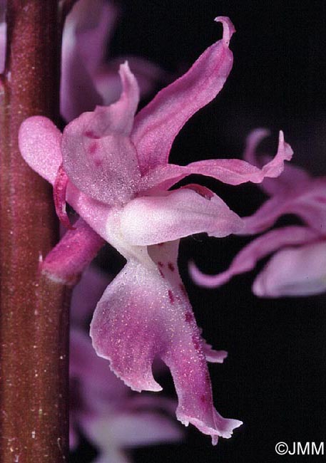 Orchis ovalis