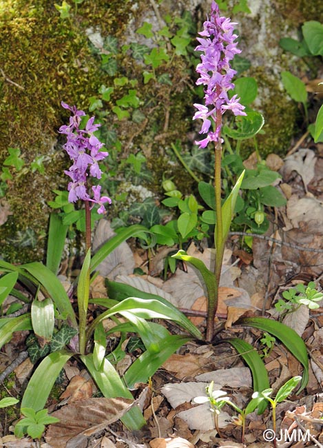 Orchis ovalis