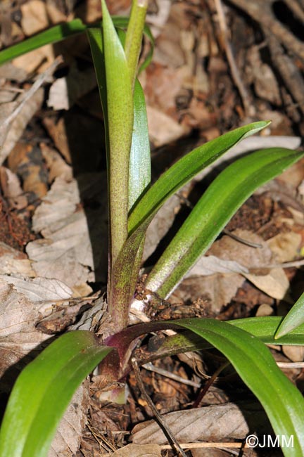 Orchis ovalis