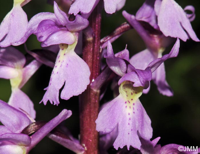 Orchis ovalis