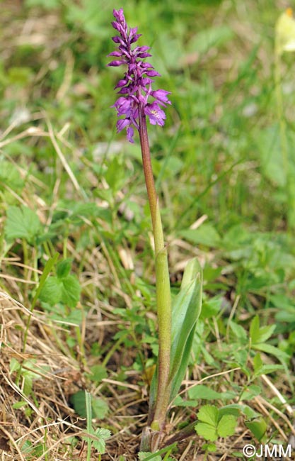 Orchis ovalis