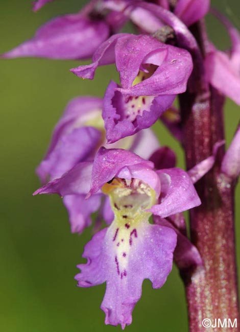 Orchis ovalis