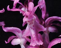 Orchis ovalis