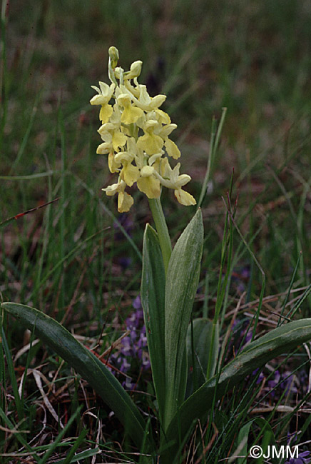 Orchis pallens