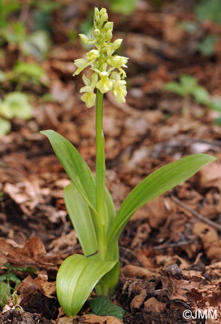 Orchis pallens