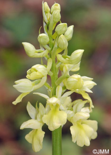 Orchis pallens