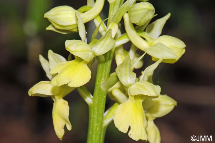 Orchis pallens