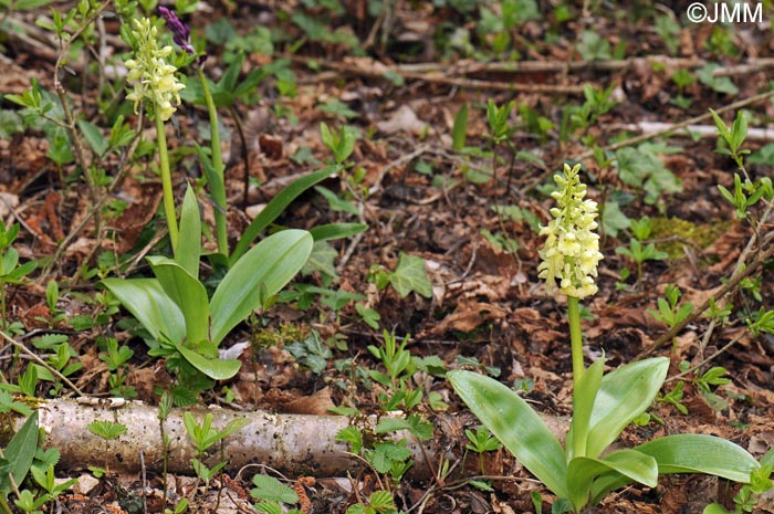 Orchis pallens