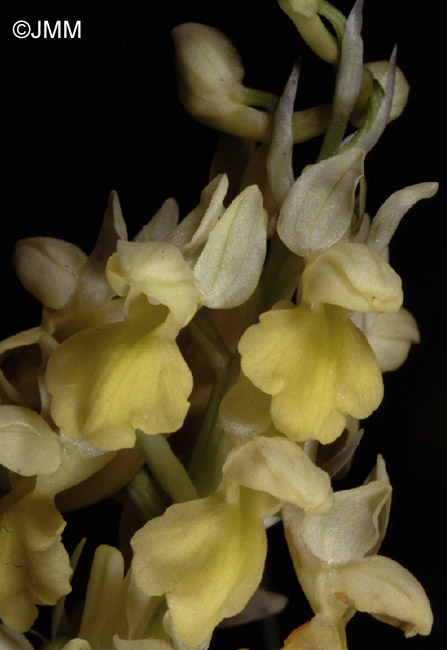 Orchis pallens