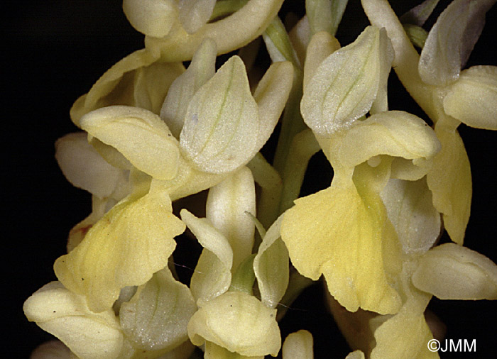 Orchis pallens