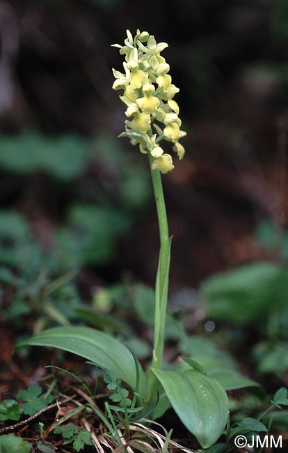 Orchis pallens