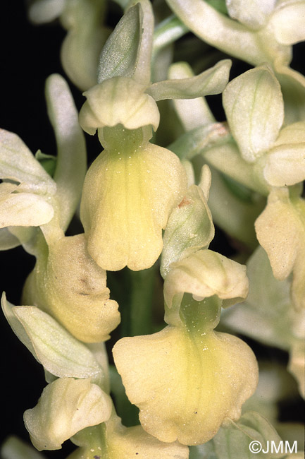 Orchis pallens