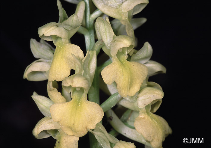 Orchis pallens