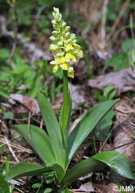 Orchis pallens