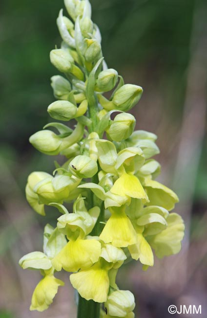 Orchis pallens