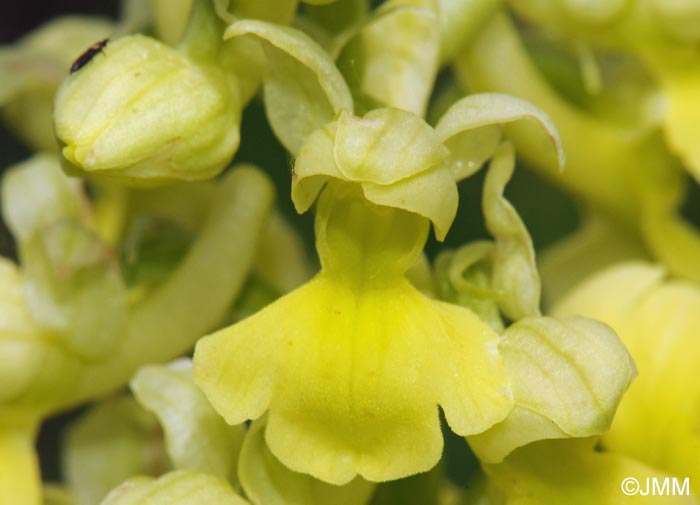 Orchis pallens