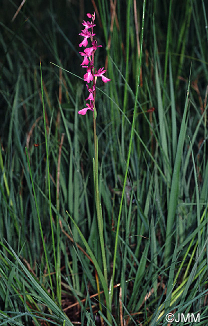 Orchis palustris