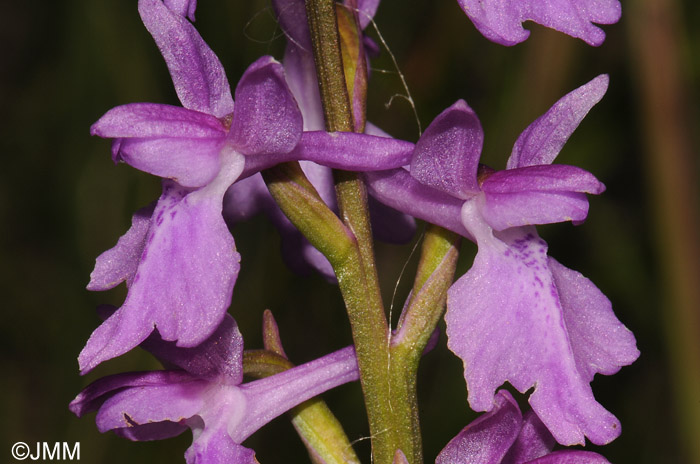 Orchis palustris