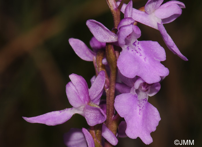 Orchis palustris