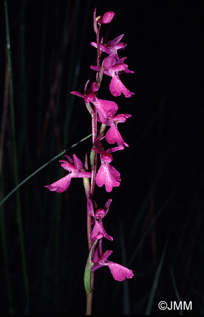 Orchis palustris