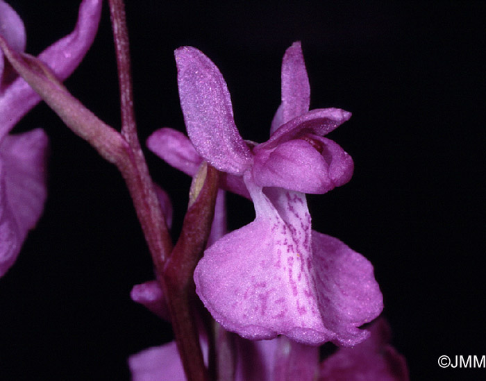 Orchis palustris