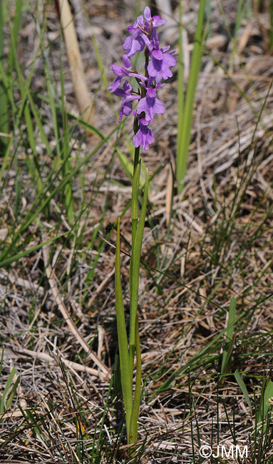 Orchis palustris