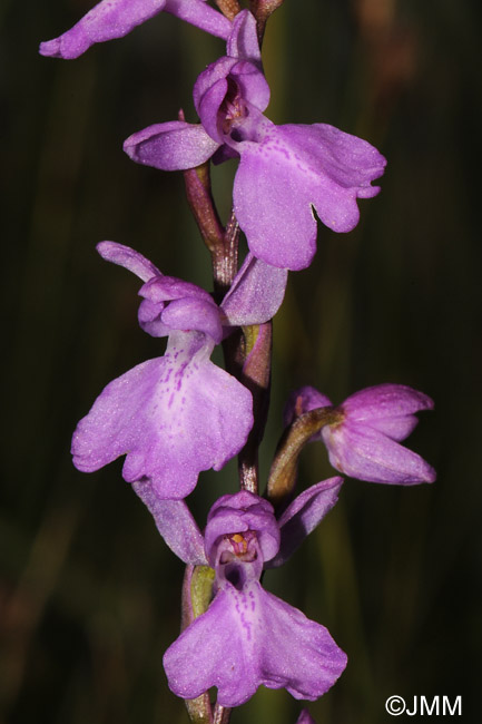 Orchis palustris