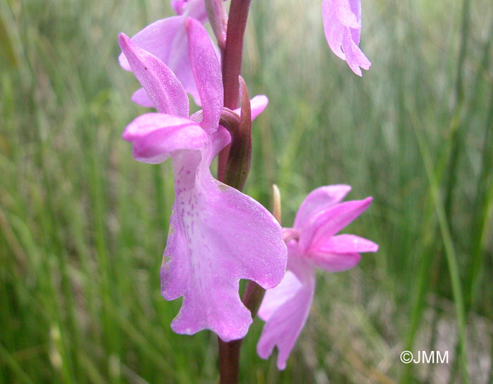 Orchis palustris