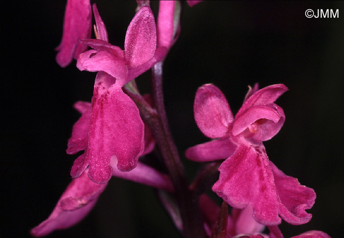 Orchis palustris
