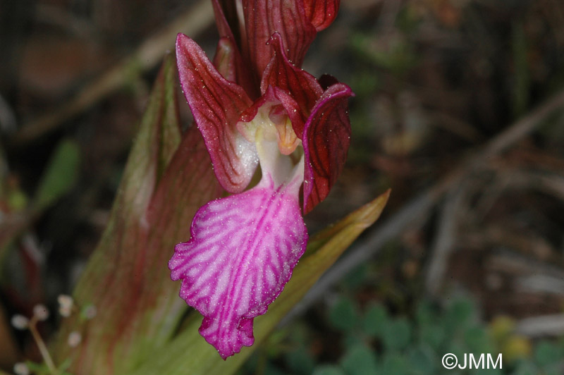 Orchis papilionacea var.  papilionacea