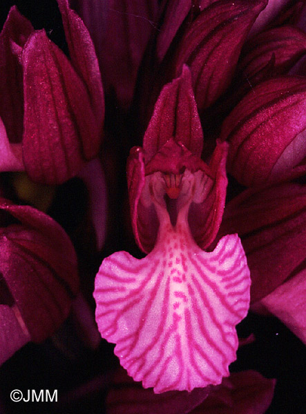 Orchis papilionacea var. grandiflora
