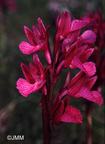 Orchis papilionacea var. grandiflora